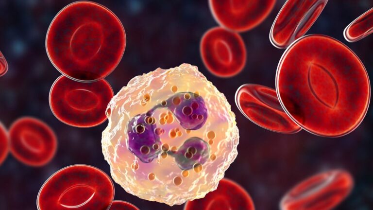 Leucocytes
