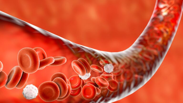 leucocytes 