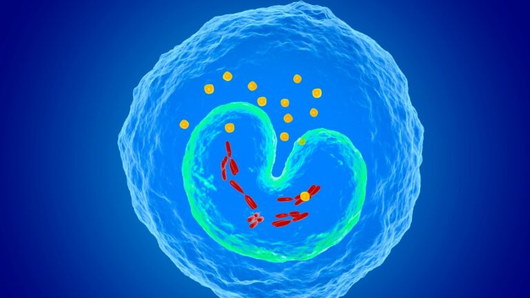 monocytes eleves